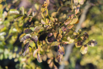 rusty rose leaves in the autumn sunshine