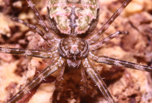 Jump spider
