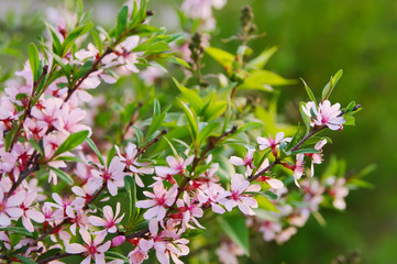  blooming ornamental shrub pink Almonds Low (lat. Amygdalus nana) closeup, local focus, shallow DOF 