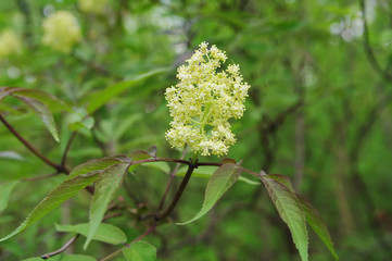  inflorescence of red elder (lat. Sambucus racemosa) closeup, local focus, shallow DOF 