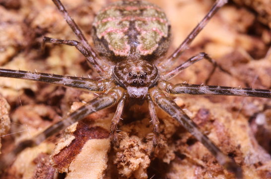 Jump spider