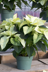 Cream Christmas Poinsettia in Pot