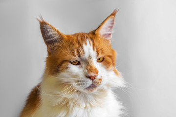 Funny cat Maine Coon