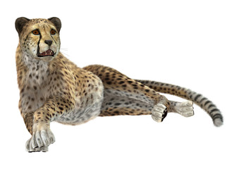 Big Cat Cheetah