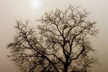 Fototapeta na wymiar Winter tree silhouette in great fog