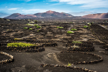 vineyards near volcanic mountains in Lanzarote