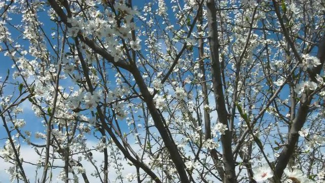 Spring Blossoms of Fruit Trees in the Garden