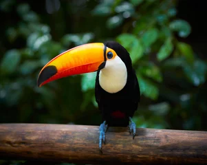Fotobehang Toekan Toekan op de tak in tropisch bos van Brazilië