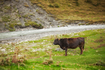 Cow grazing on mountain lawn