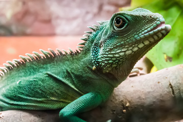 lizard on bruch in terrarium