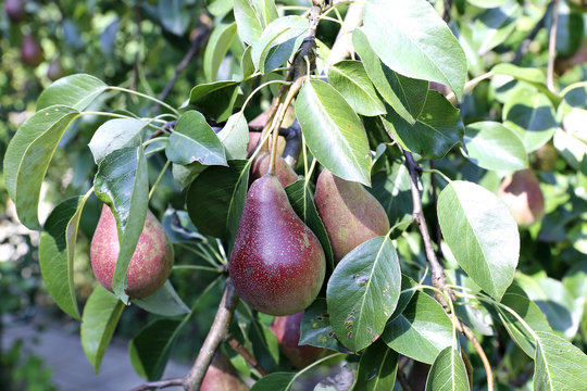 Juicy red pears on branches