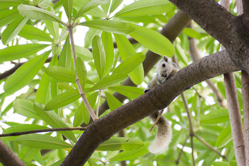 Fototapeta premium White squirrel sitting on the tree. Wildlife. Cute squirrel on naked branches, fluffy fur, a wild rodent, the animal in the forest. Beautiful squirrel.