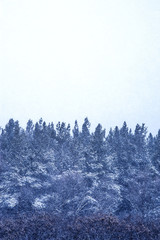 pine forest in the blizzard

