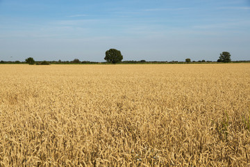 Campos de Cereales  y Horizonte Verde con Arboles - Paisaje soleado con plantacion o cultivo de cereales y trigales en verano. Horizonte verde con algun arbol