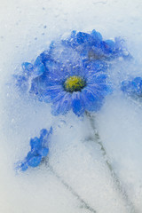 Fleur congelé