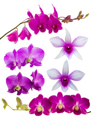 Fototapeta na wymiar .Isolate purple and white orchids.