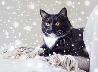 black and white cat lying on plaid at home