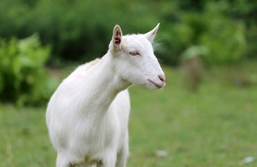 White domestic goat grazing on pasture summertime