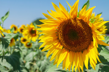 Obraz premium Field of sunflowers