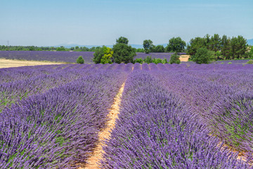 Fototapeta na wymiar Lavender field