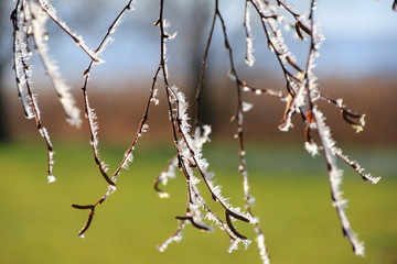 gefrorene Äste