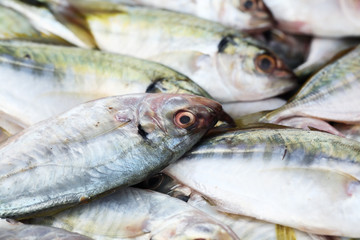 fresh fish in market