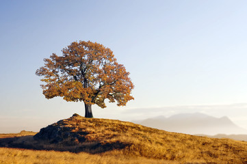 Alone tree