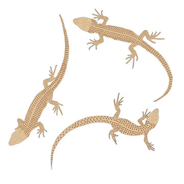 Three lizards with a long tail. Top view.