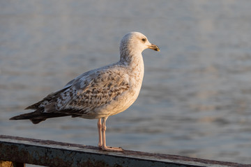 Seagull against a background of water. It stands on the parapet