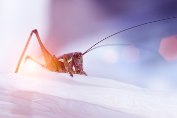 Grasshopper on polyethylene