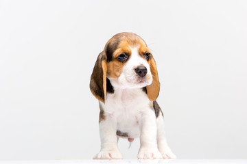 Beagle puppy on white background