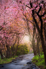 Obraz premium Pink sakura
