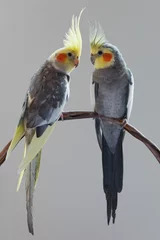 Foto op Canvas Pet birds cockatiels © YK