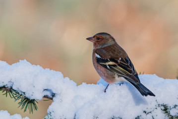 Male chaffinch on a branch covered in snow