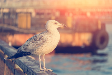 Seagull against a background of water. It stands on the parapet.background of the ship