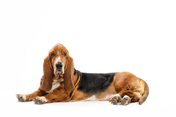 Basset Hound dog laying on the white background