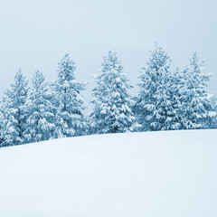 Winter beautiful landscape with snowy pine trees