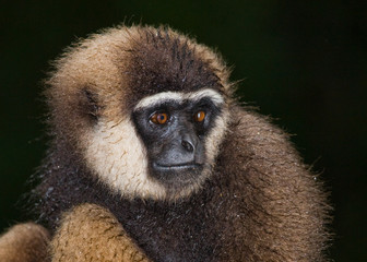 Portrait of Gibbon. Close-up. Indonesia. The island of Kalimantan (Borneo). An excellent illustration.