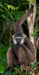 Obraz premium Gibbon sitting on the tree. Indonesia. The island of Kalimantan (Borneo). An excellent illustration.