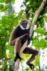 Gibbon sitting on the tree. Indonesia. The island of Kalimantan (Borneo). An excellent illustration.