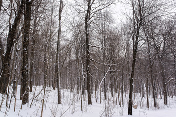 Mont-royal park forest under the snow during winter