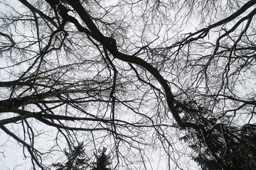 Trees branches against the sky