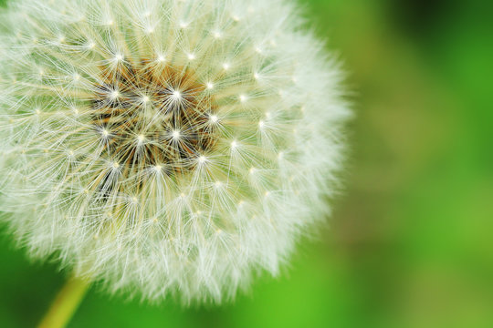 Fototapeta big dandelion on green grass background