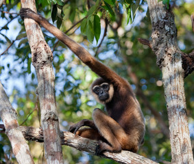 Gibbon sitting on the tree. Indonesia. The island of Kalimantan (Borneo). An excellent illustration.