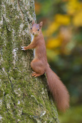 Red squirrel on tree trunk