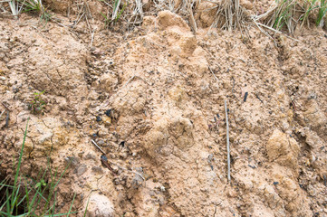 Ground, rocks, grass background 