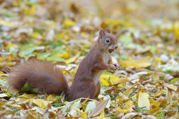 Red squirrel with nut in autumn
