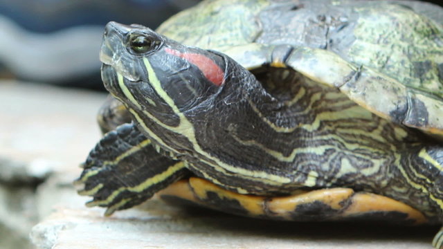 Close up HD footage of a Red-Eared Slider, a common pet turtle in front of a pond.