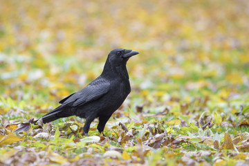 Carrion crow in autumn