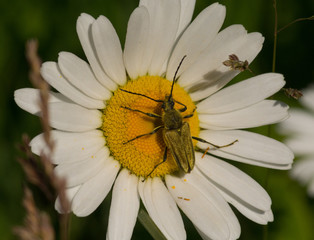 Obraz premium Flower Longhorn